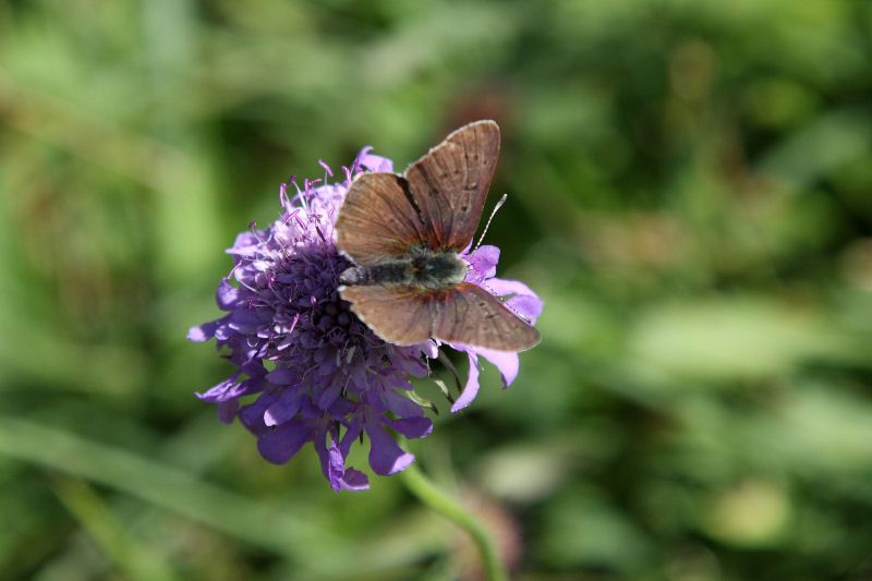 Identificazione Lycaenidae